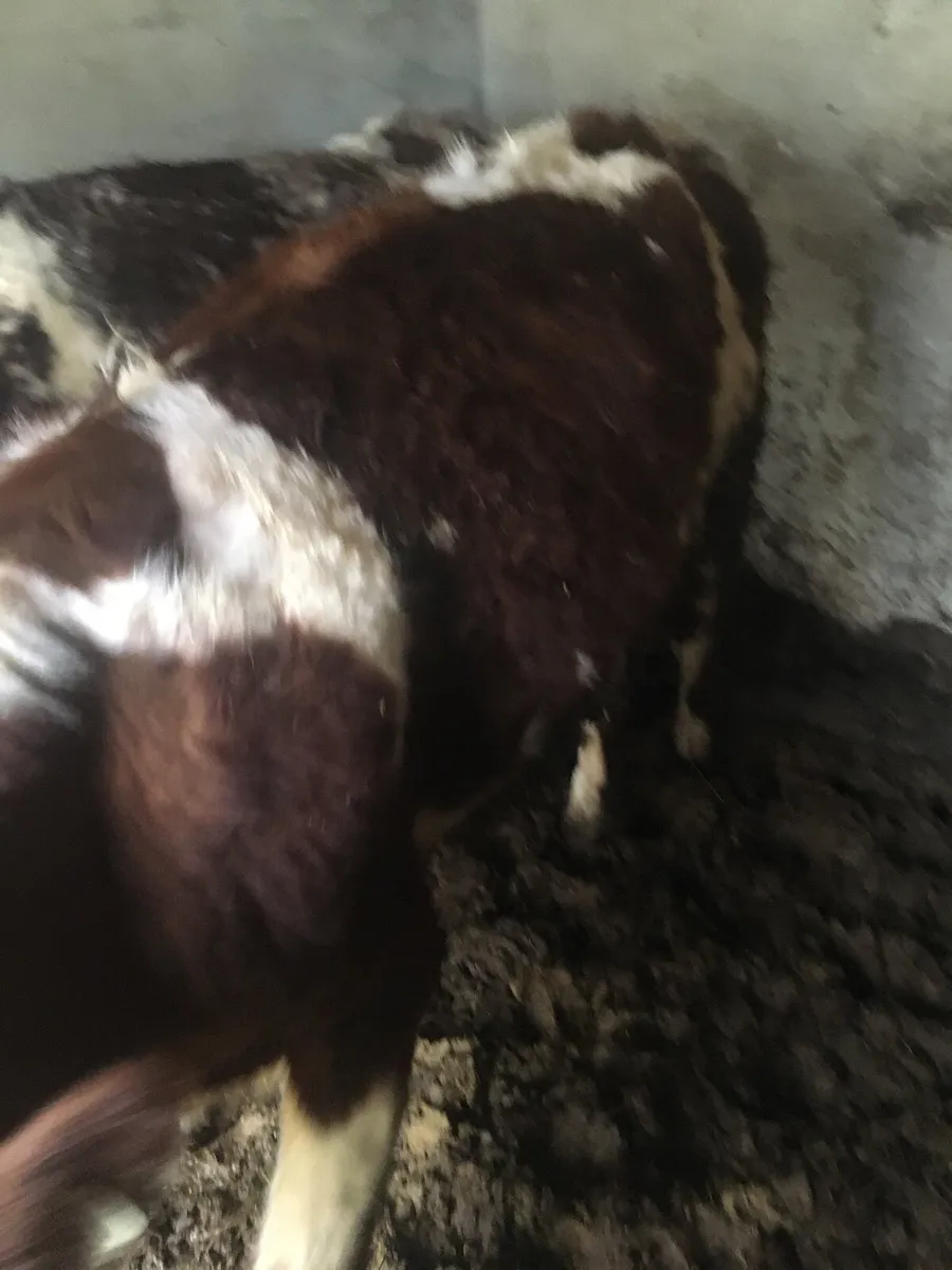2 incalf shorthorn heifers - Image 4