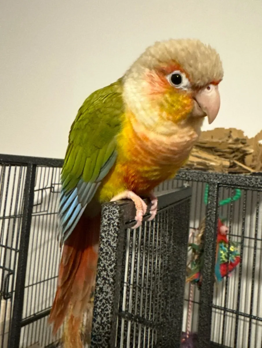 looking for a new home. Free - Image 3