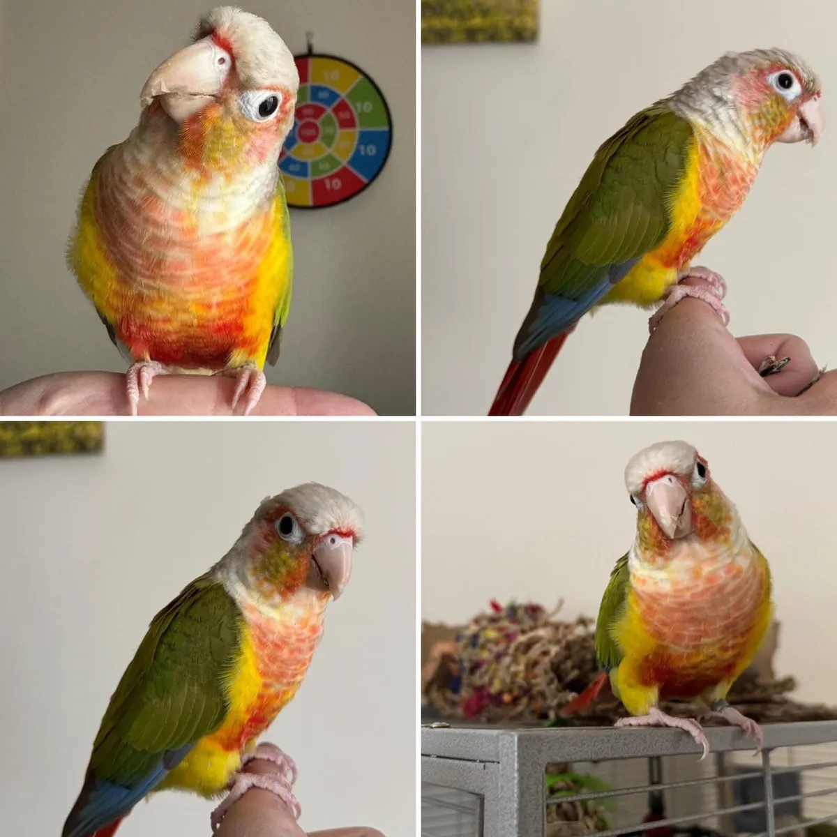 looking for a new home. Free - Image 1