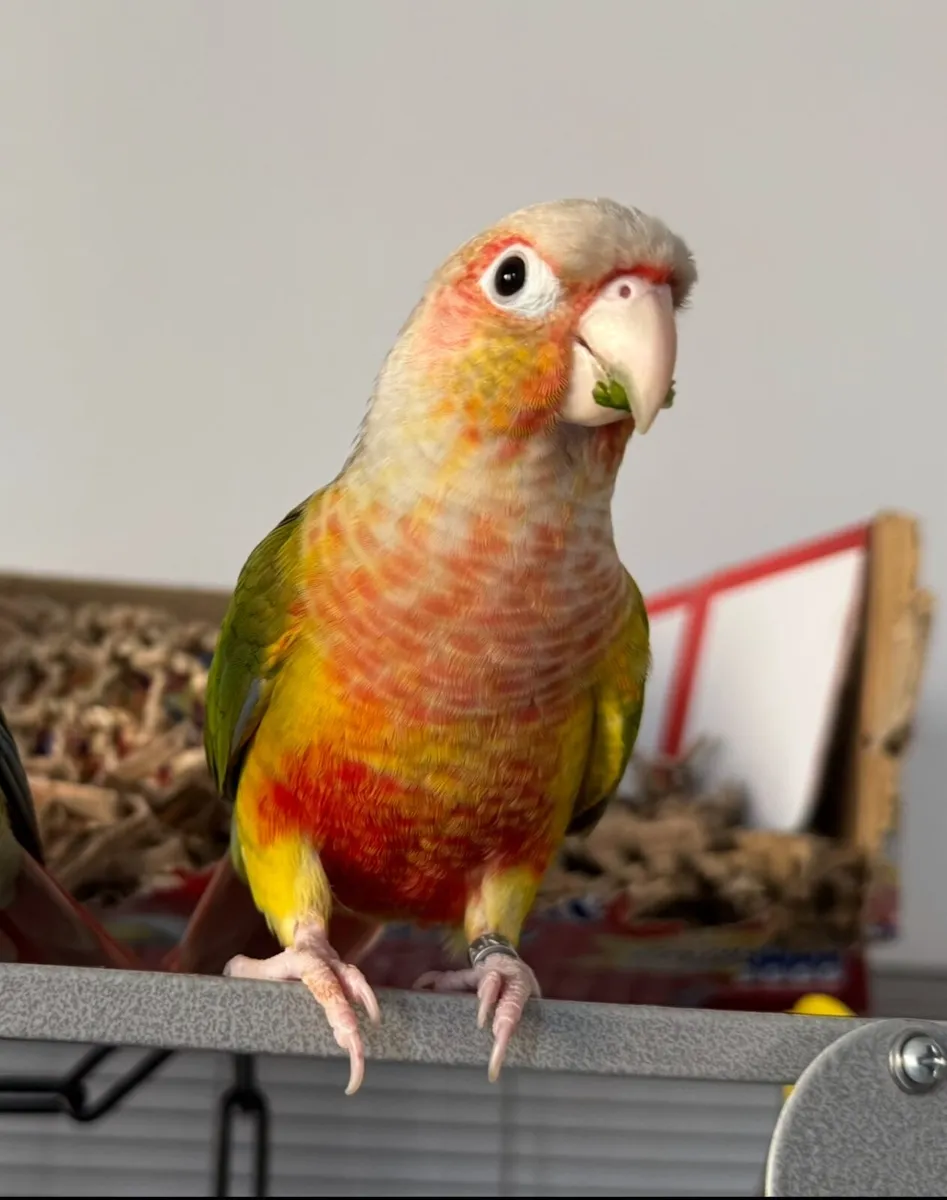 looking for a new home. Free - Image 2