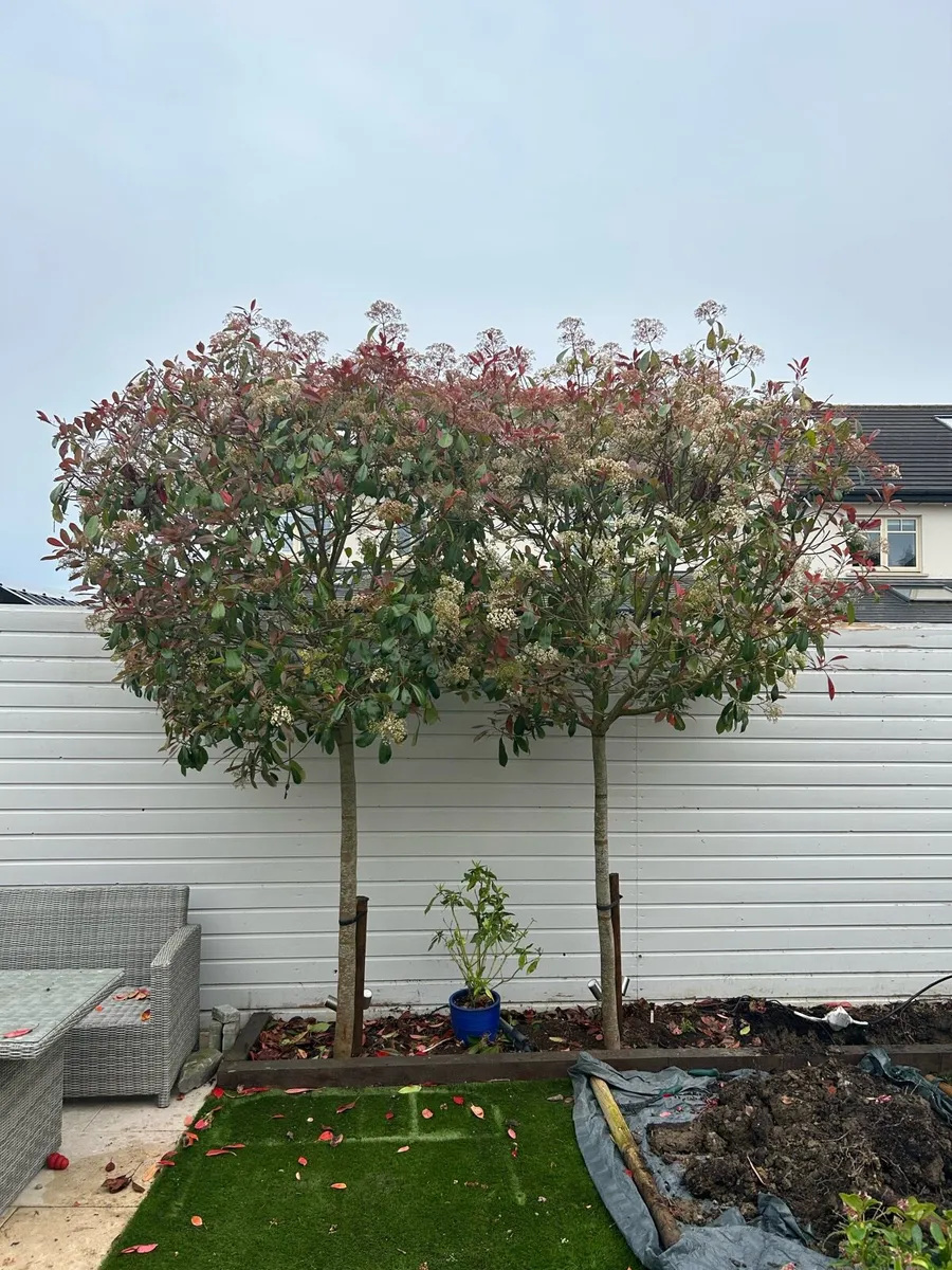 Tree Red Robin - Image 1