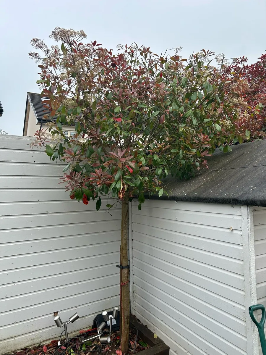 Tree Red Robin - Image 2