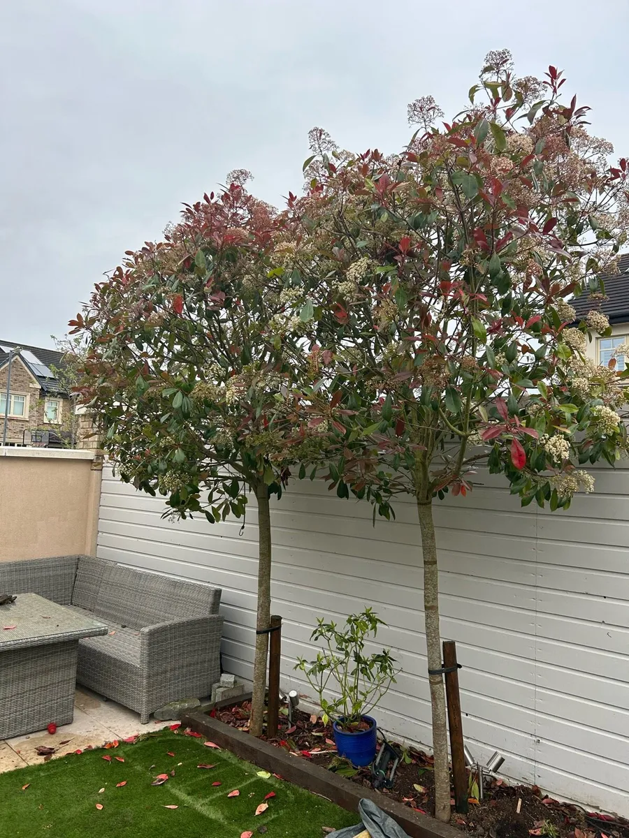 Tree Red Robin - Image 3