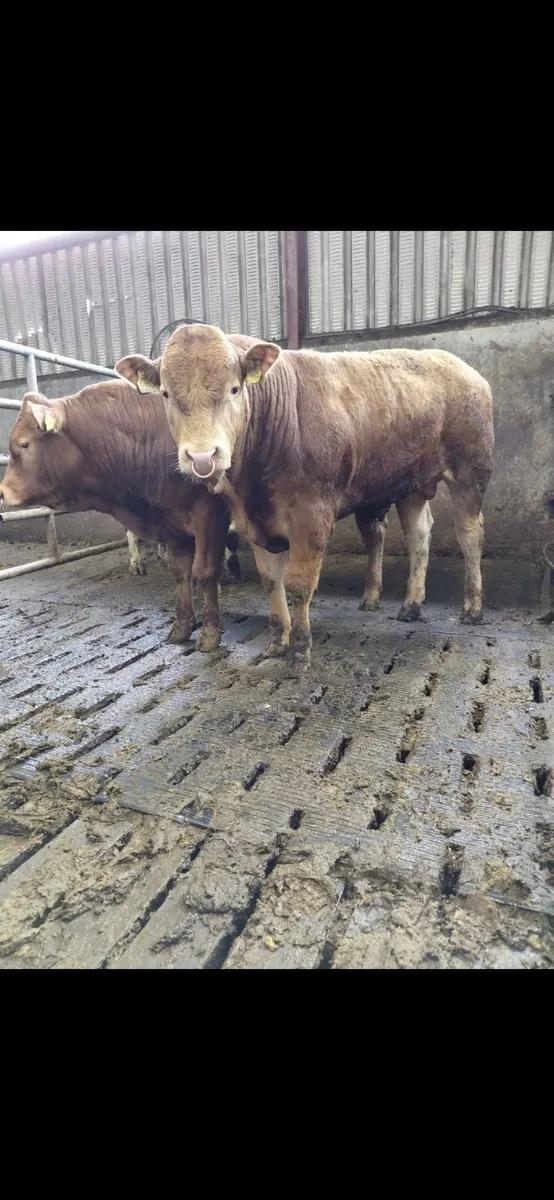 Pedigree Limousin bulls - Image 2