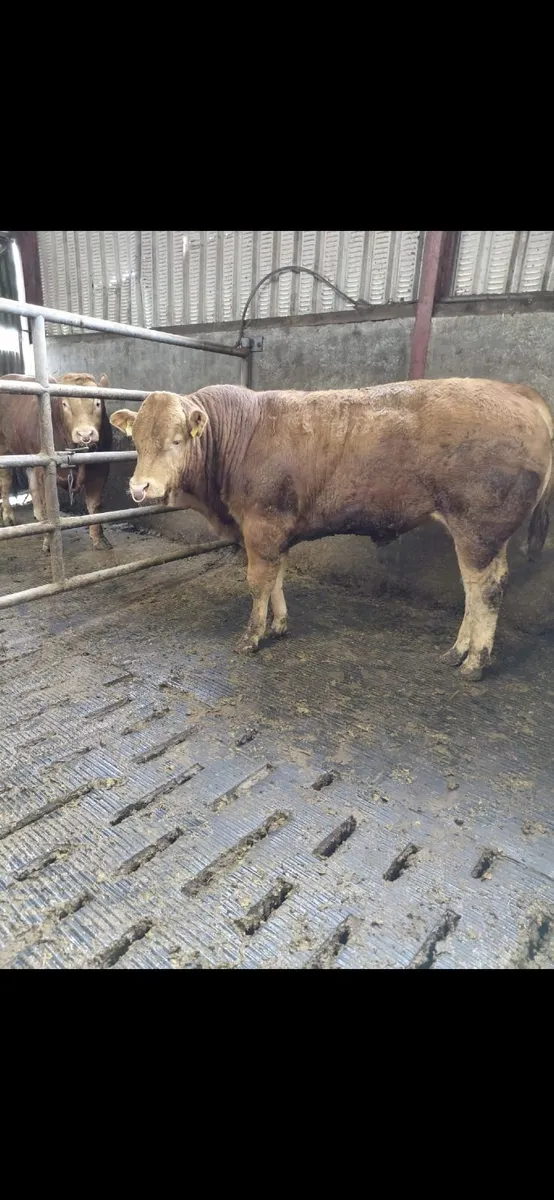 Pedigree Limousin bulls - Image 3