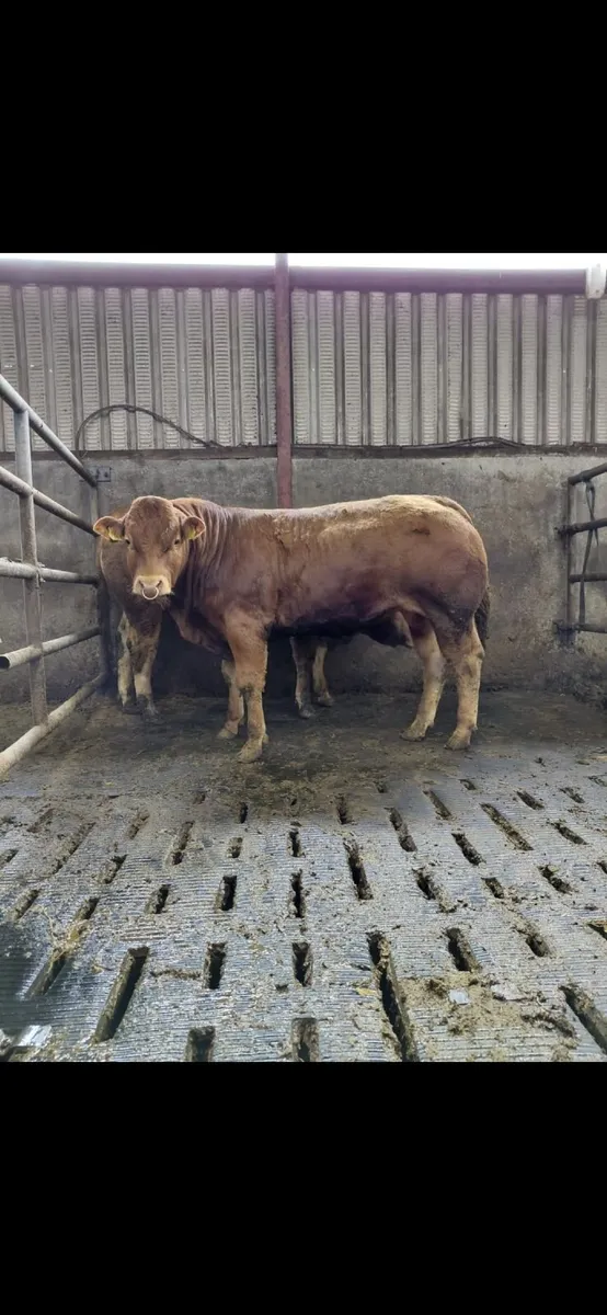 Pedigree Limousin bulls - Image 4