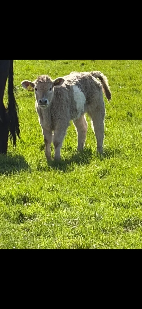 Lim/ Galloway cow and charlios heifer calf - Image 2
