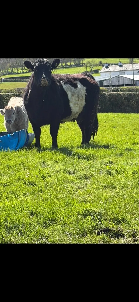 Lim/ Galloway cow and charlios heifer calf - Image 3