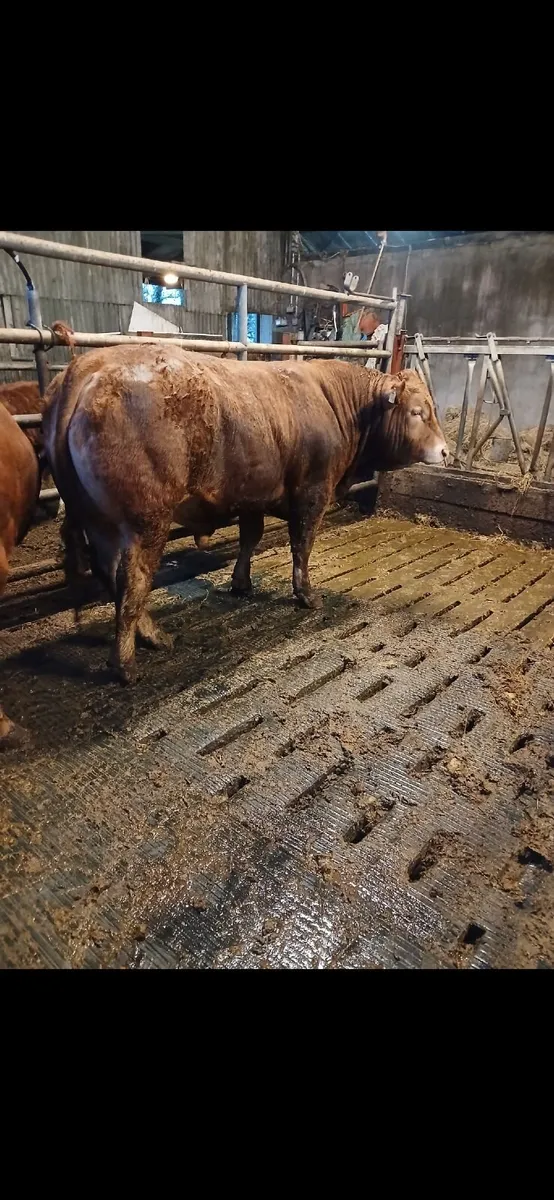 Pedigree Limousin bulls - Image 1