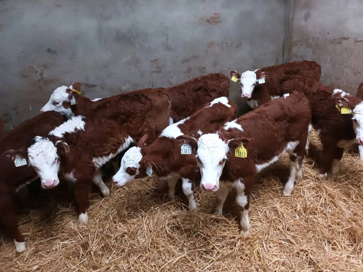 10 RED WHITEHEAD HEIFER CALVES FOR SALE - Image 1