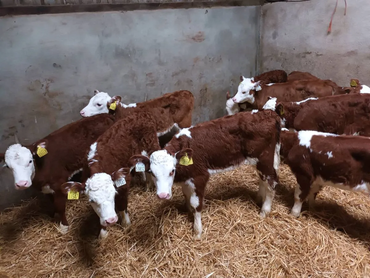 10 RED WHITEHEAD HEIFER CALVES FOR SALE - Image 2