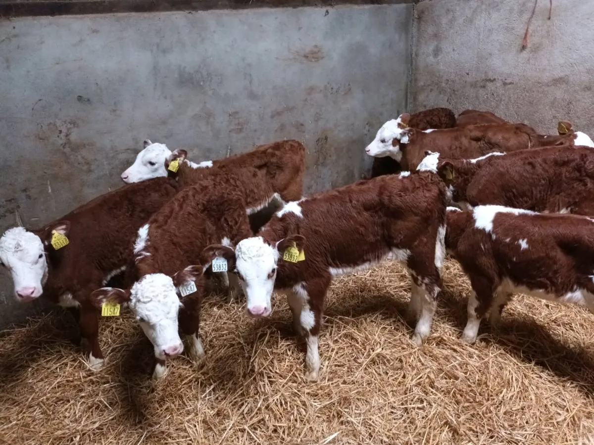 10 RED WHITEHEAD HEIFER CALVES FOR SALE - Image 3