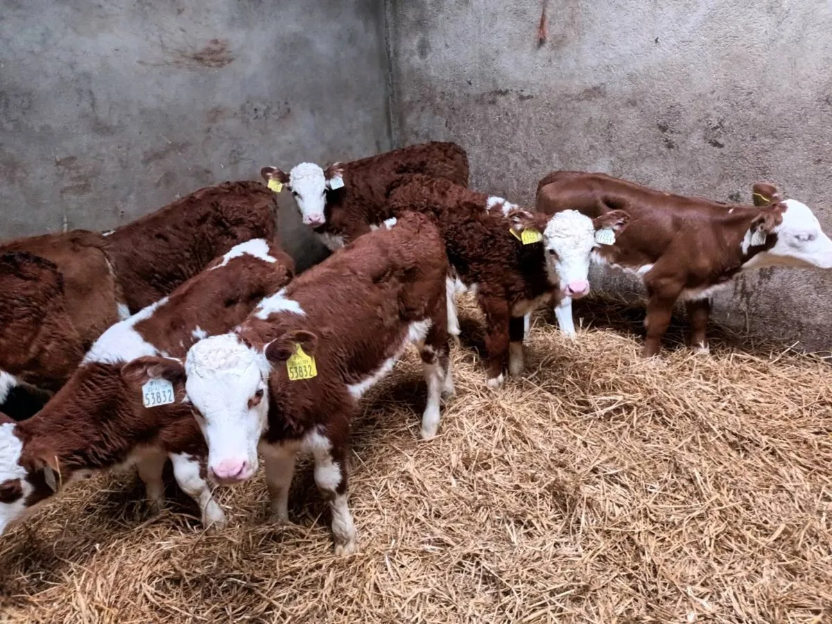 10 RED WHITEHEAD HEIFER CALVES FOR SALE - Image 4