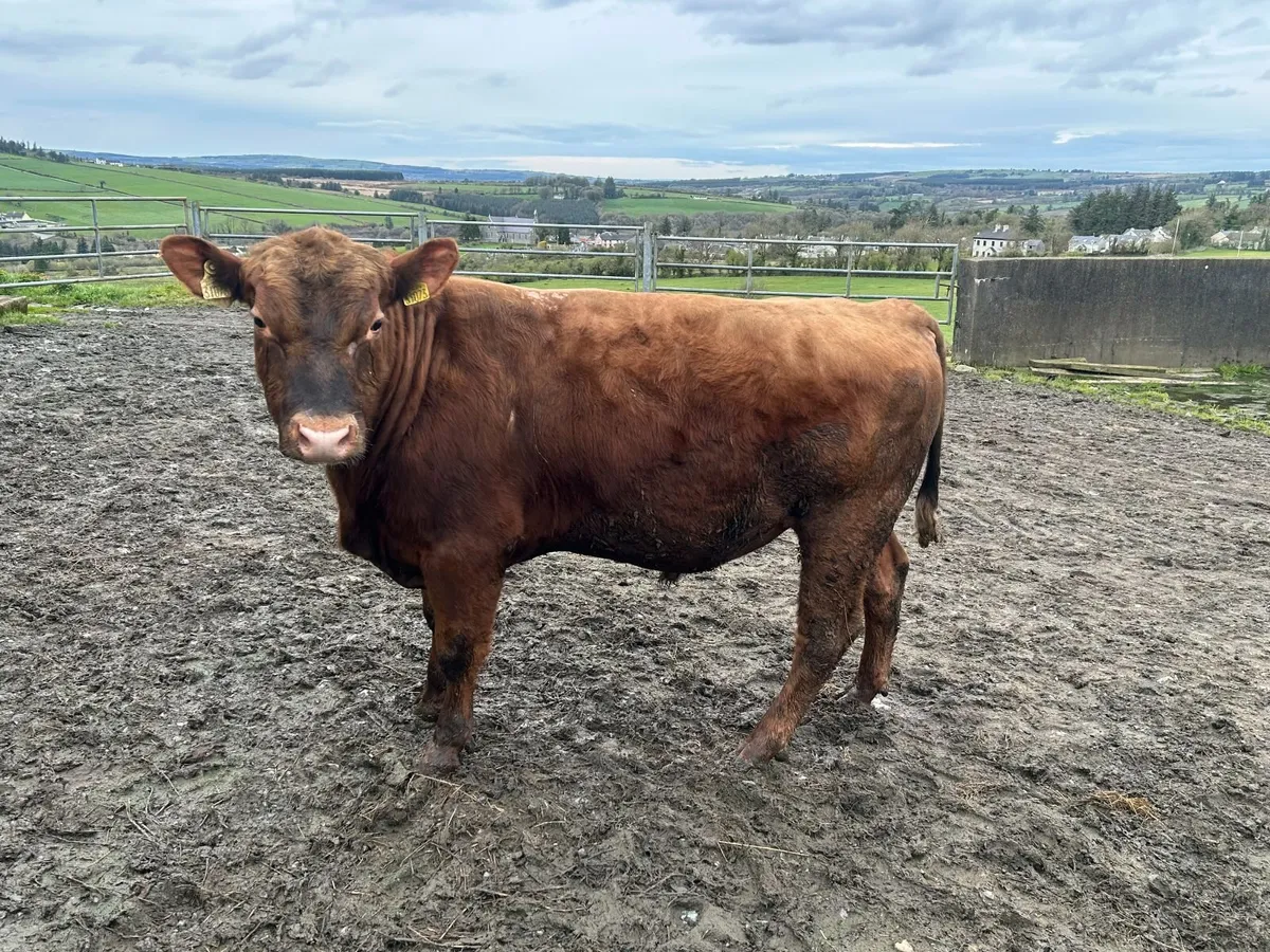 Pedigree Red Angus Bulls - Image 2