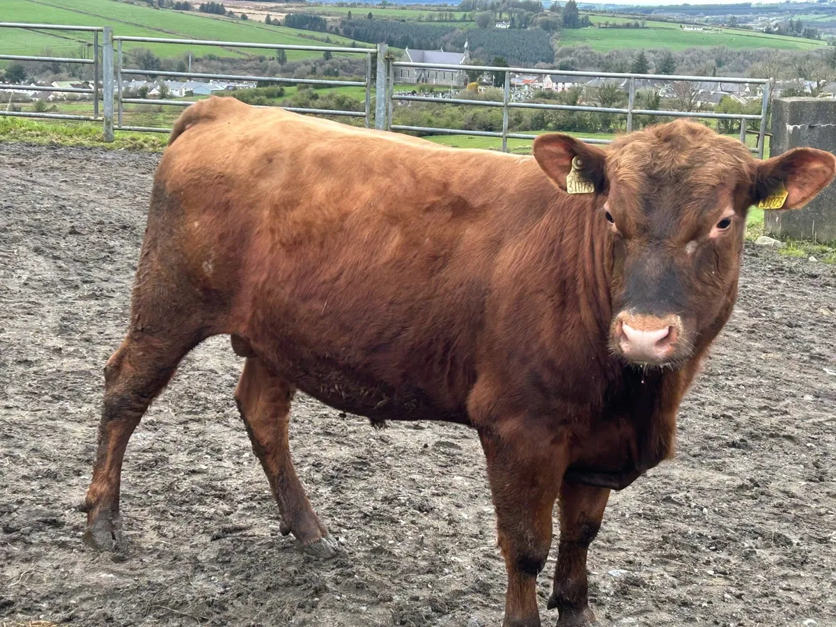 Pedigree Red Angus Bulls - Image 4