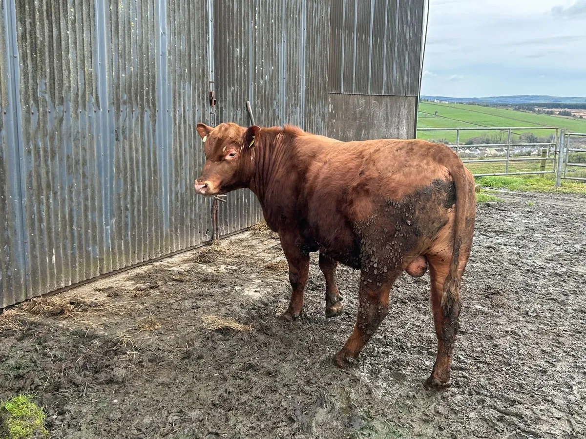 Pedigree Red Angus Bulls - Image 3