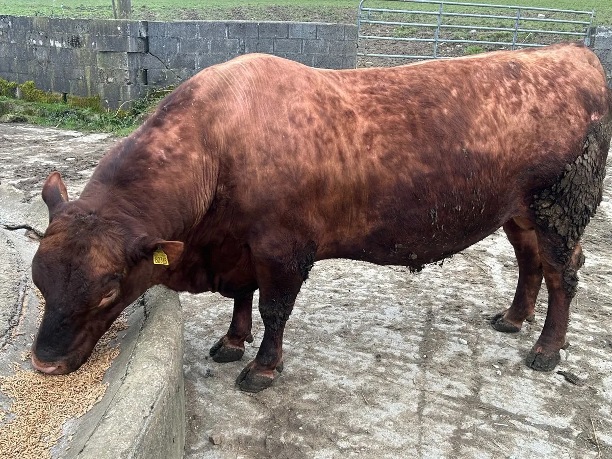 Pedigree Red Angus Bulls - Image 1