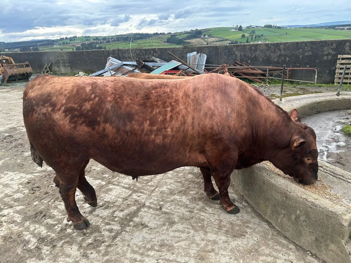 2 Pedigree Red Angus Bulls - Image 4