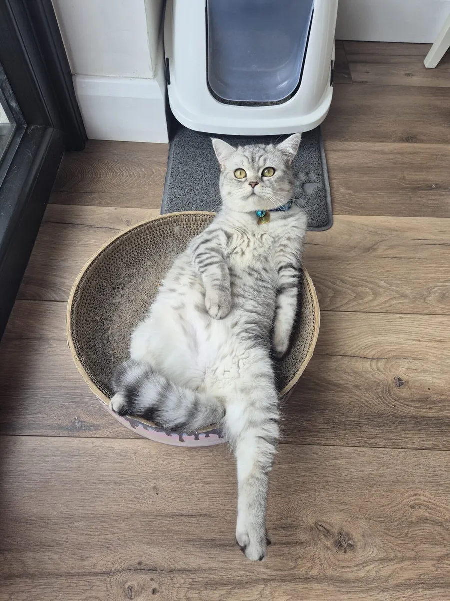 British Shorthair - Image 1