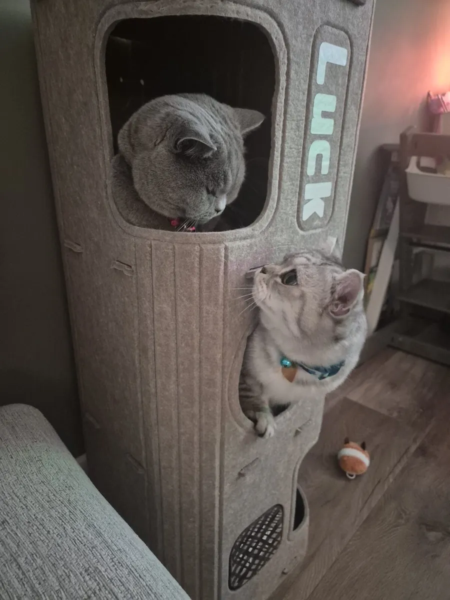 British Shorthair - Image 2