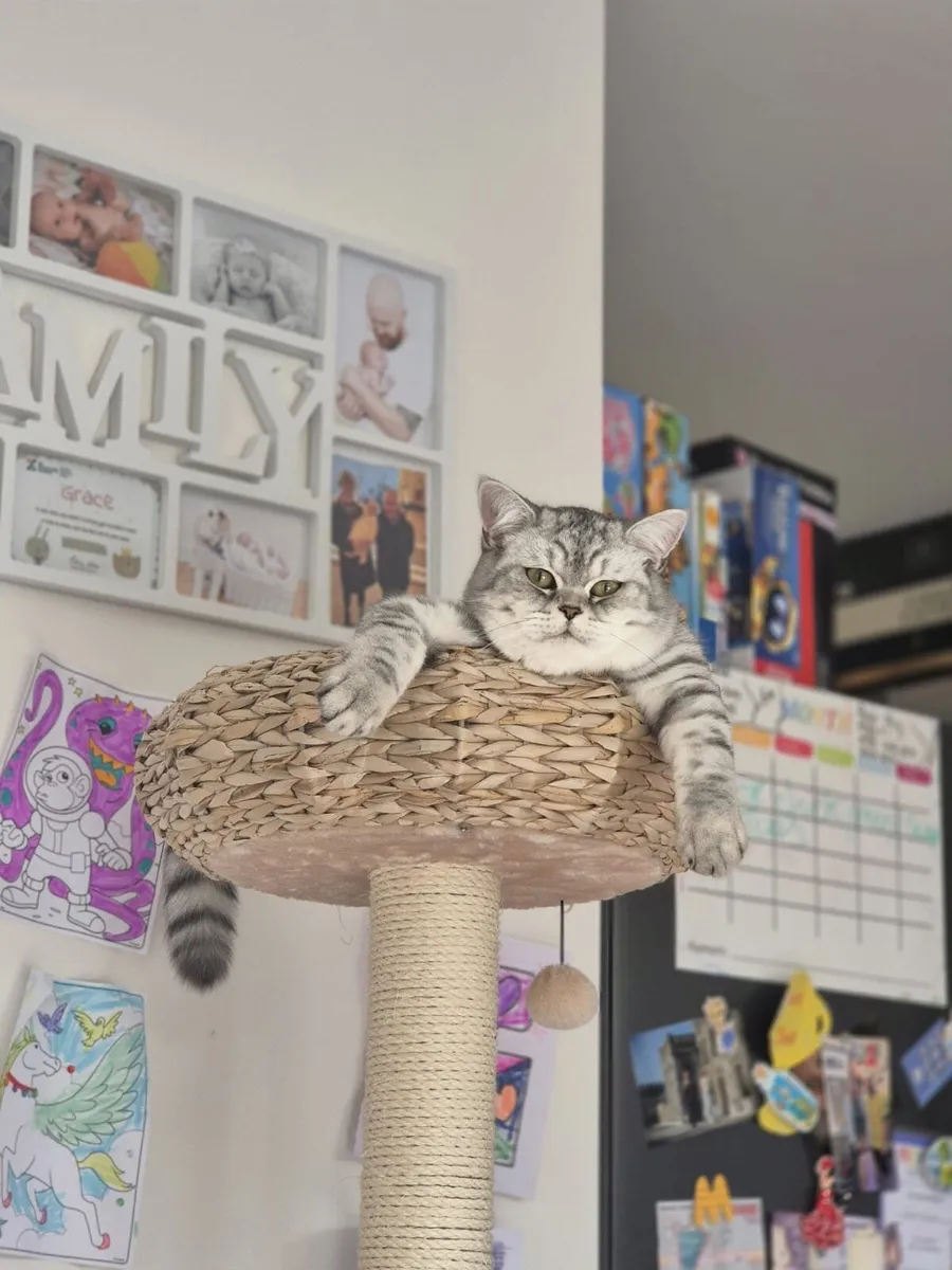 British Shorthair - Image 4