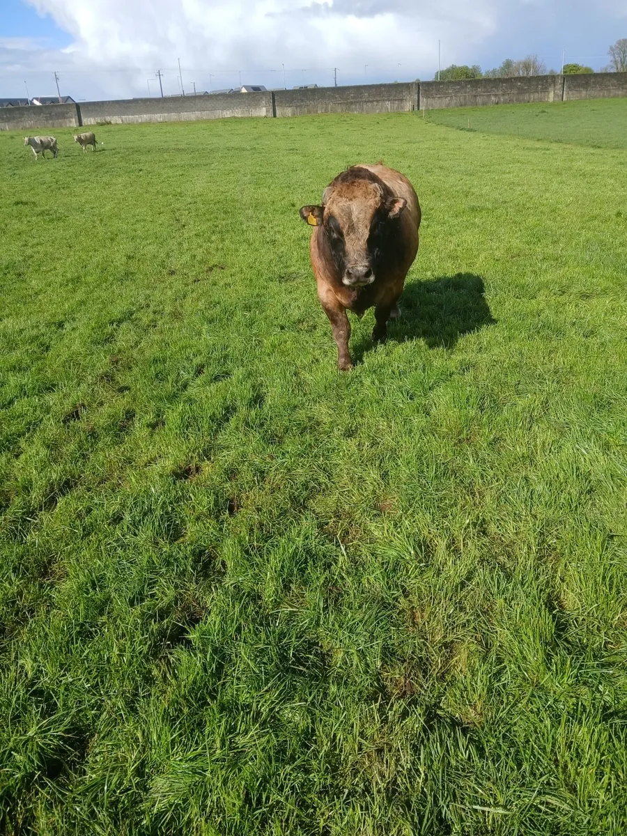 AUBRAC BULL - Image 3