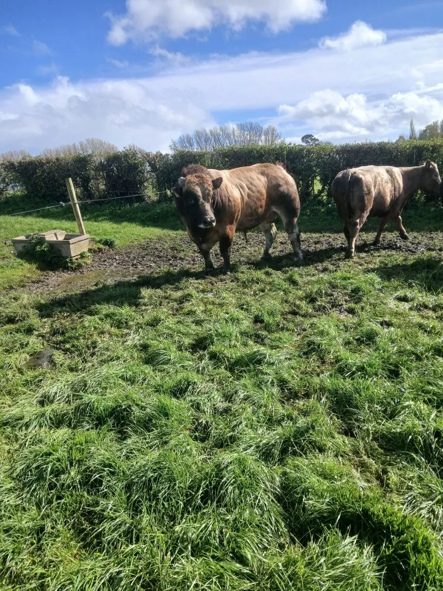 AUBRAC BULL - Image 1
