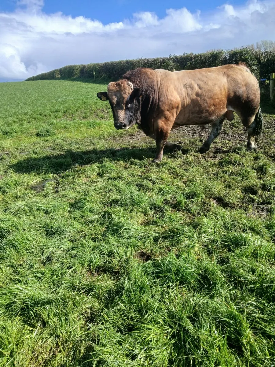 AUBRAC BULL - Image 2