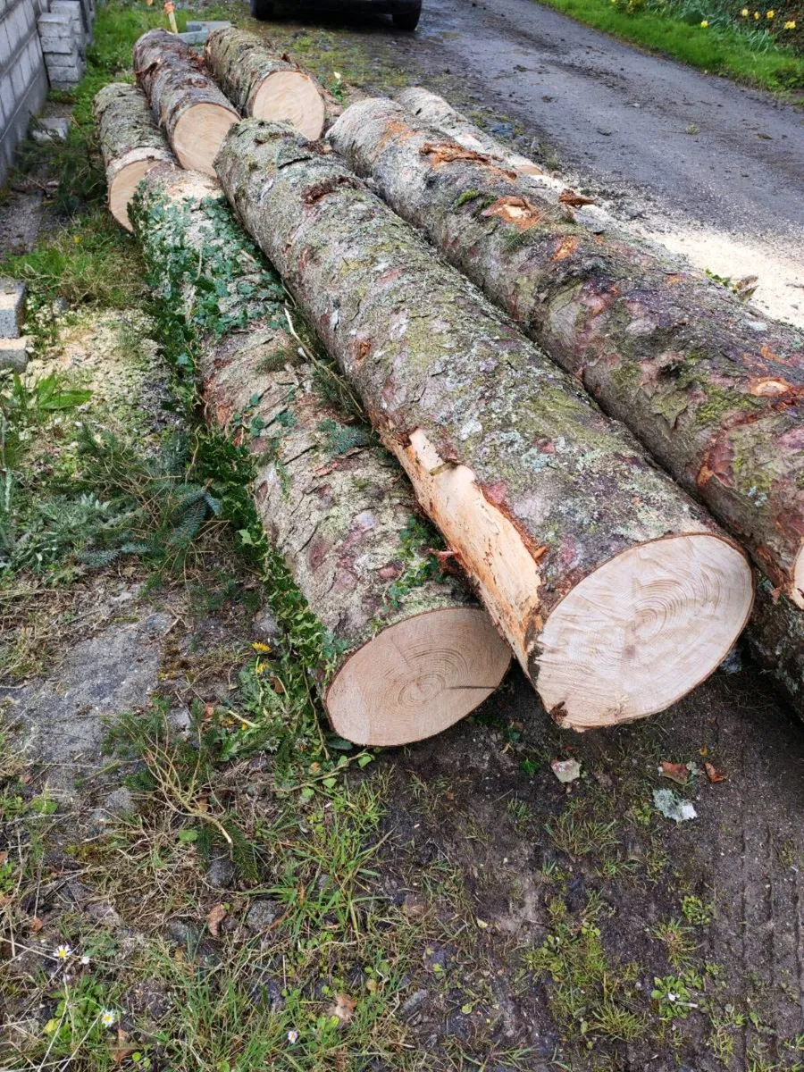 Pine logs - Image 1