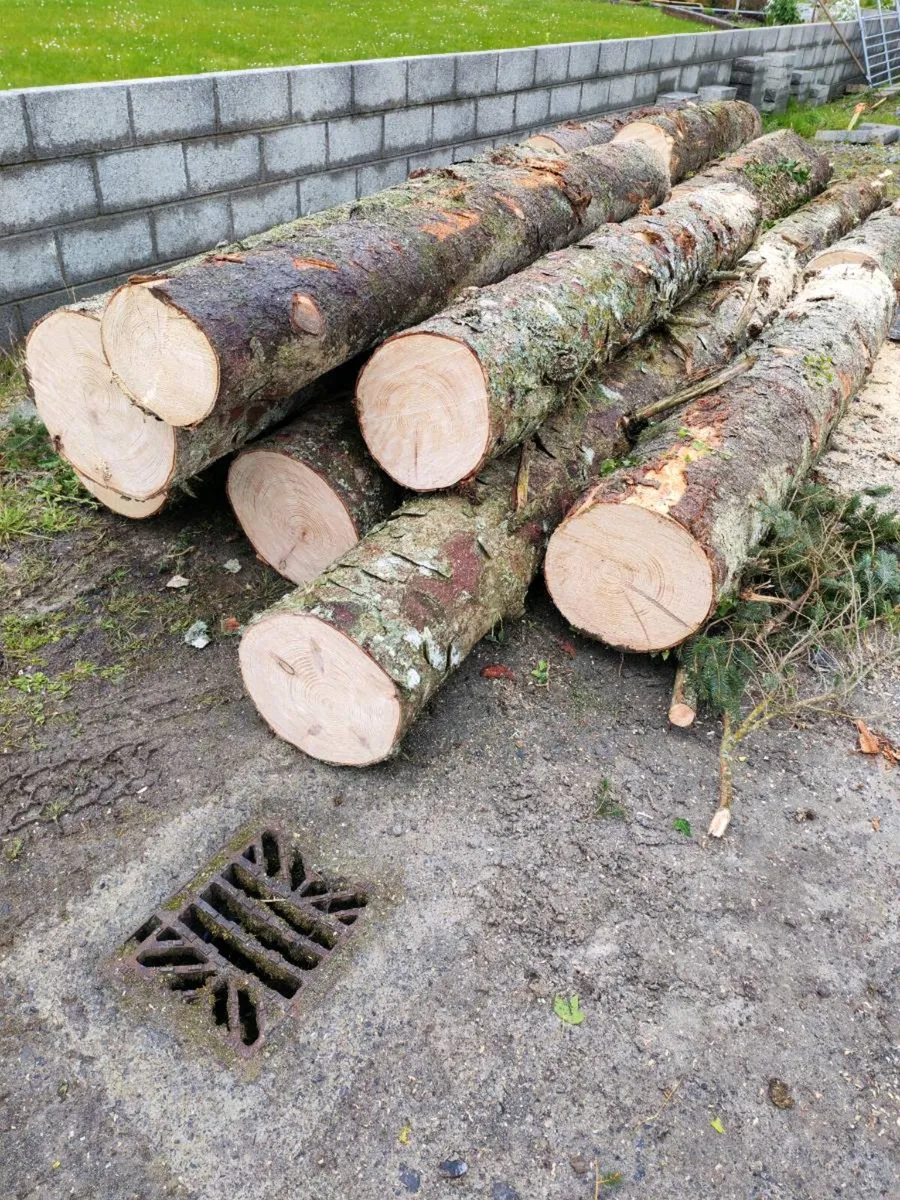 Pine logs - Image 2