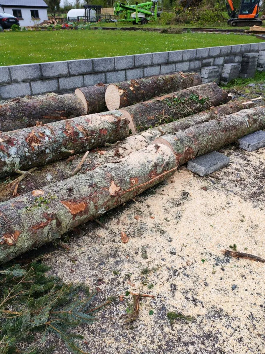 Pine logs - Image 3