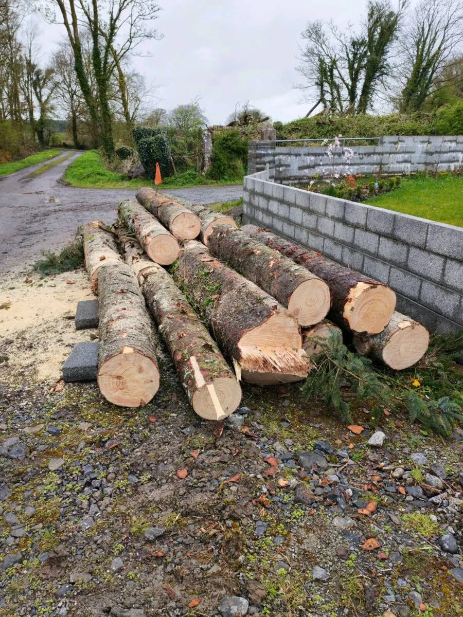Pine logs - Image 4