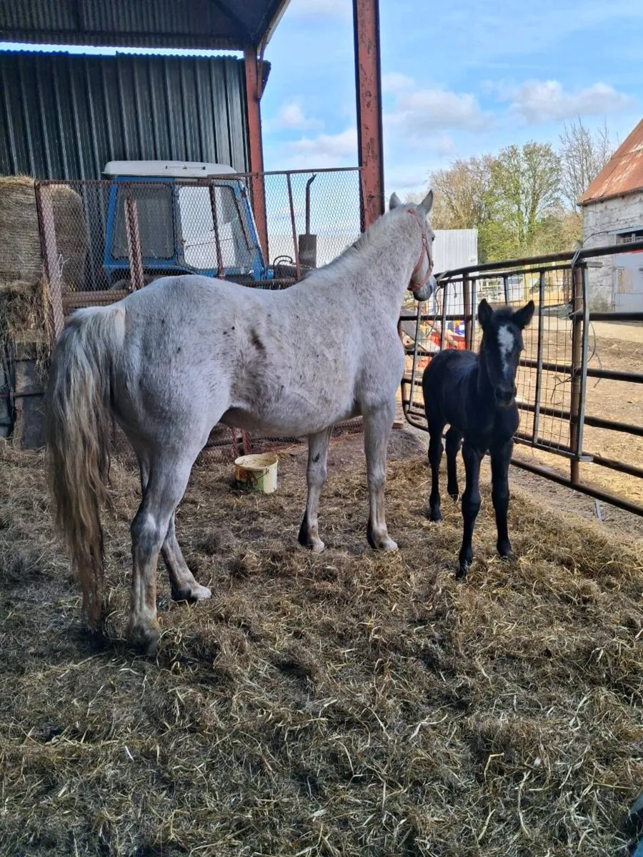Connemara mare and filly foal - Image 2