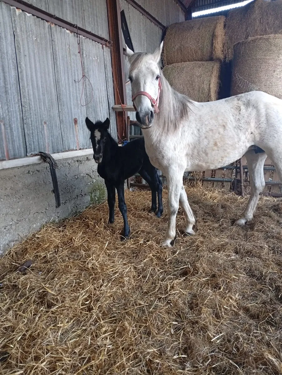 Connemara mare and filly foal - Image 3