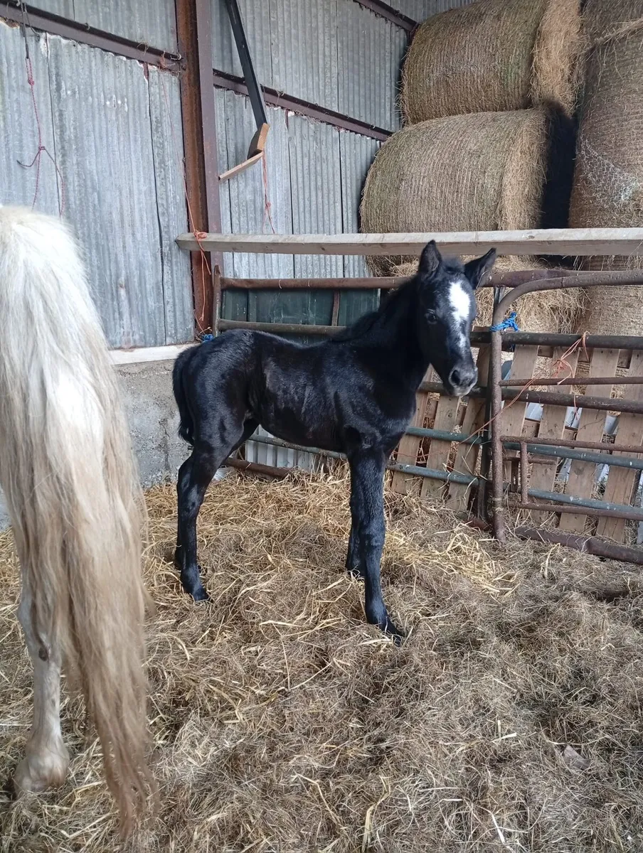 Connemara mare and filly foal - Image 4