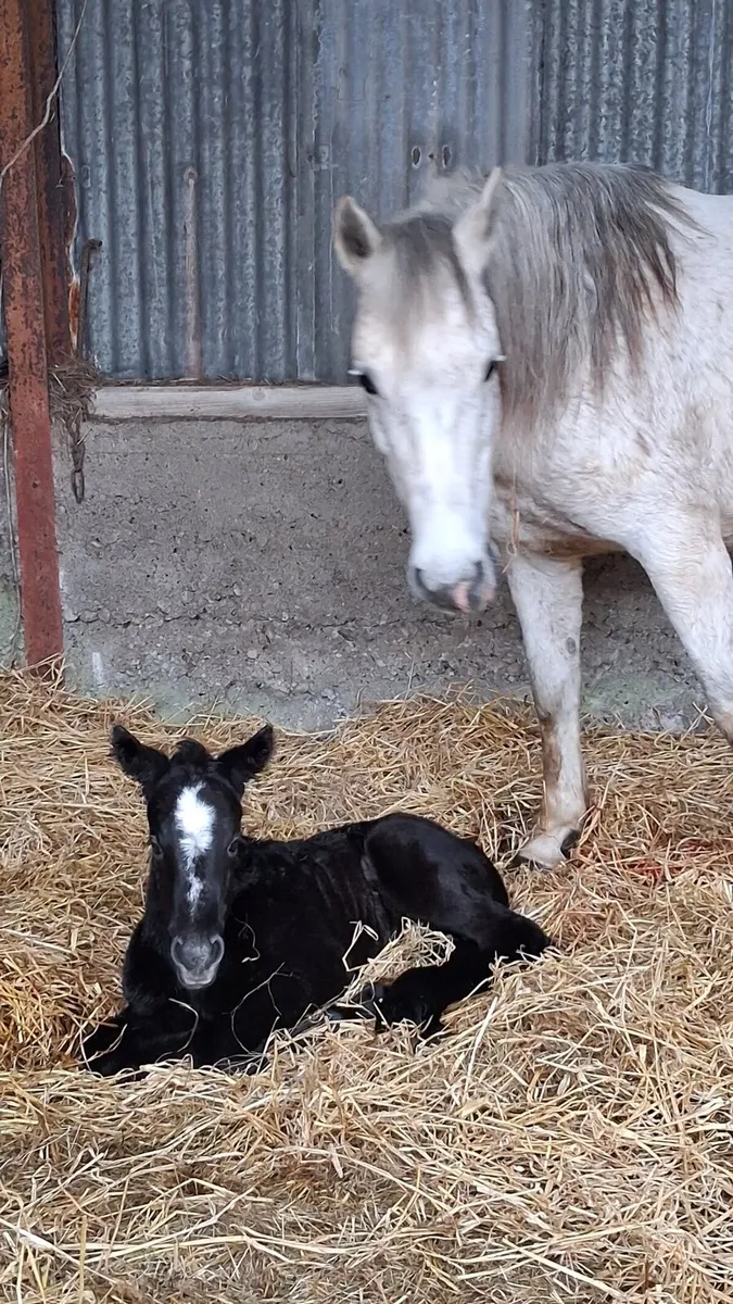 Connemara mare and filly foal - Image 1