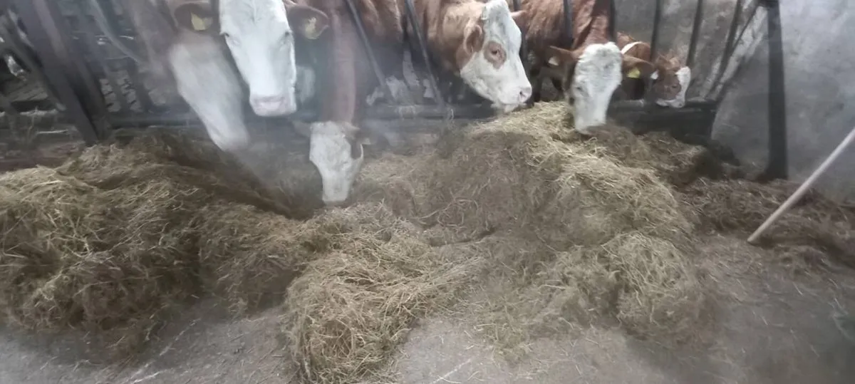 Silage bales - Image 2