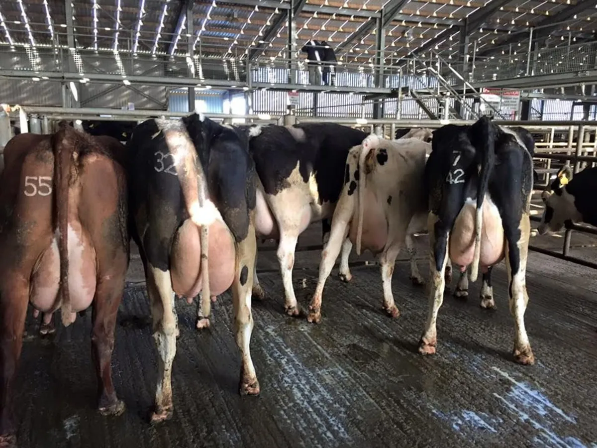 DAIRY SALE LISTOWEL MART WED 22ND APRIL AT 1PM