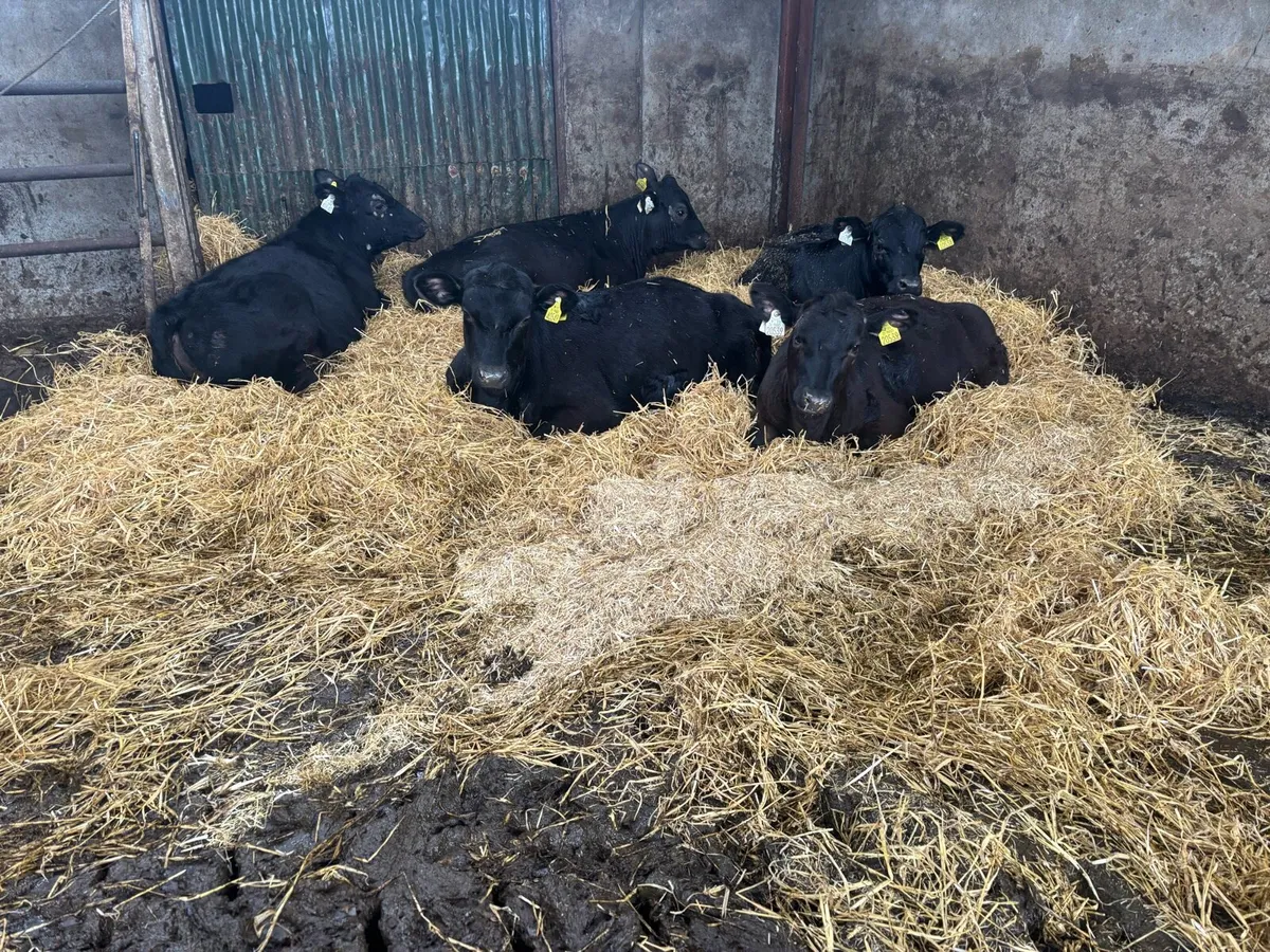 Reared Angus Calves - Image 1