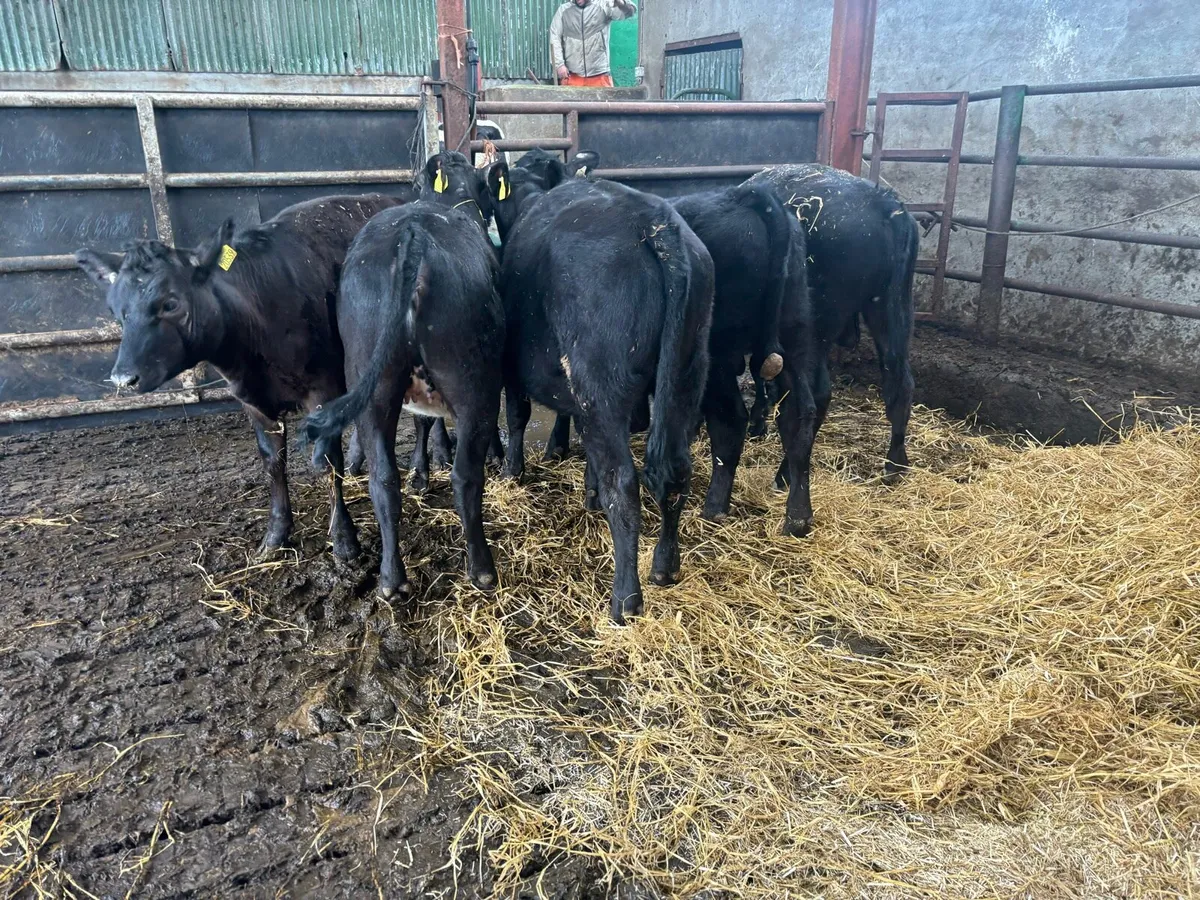 Reared Angus Calves - Image 2