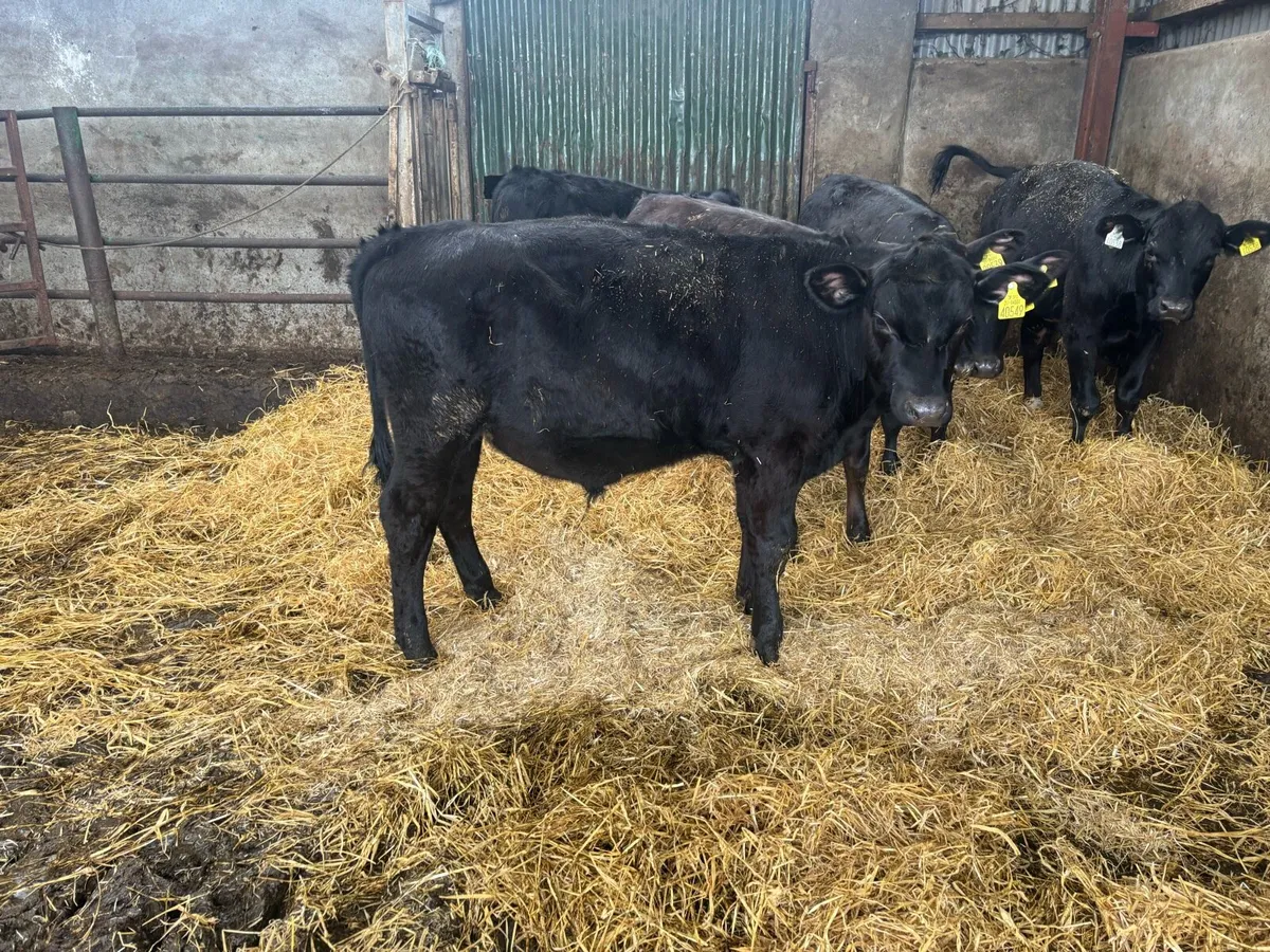 Reared Angus Calves - Image 3