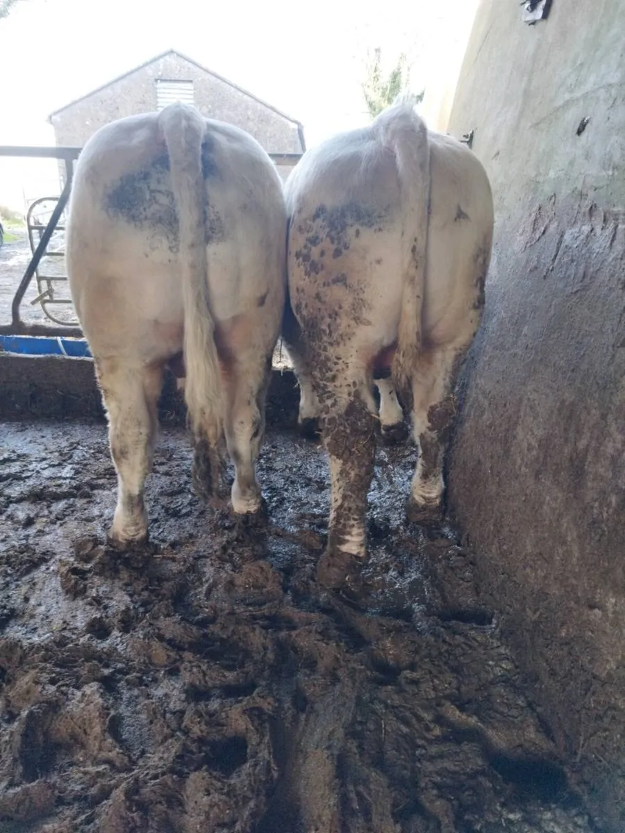 PB Charolais Bulls - Image 1