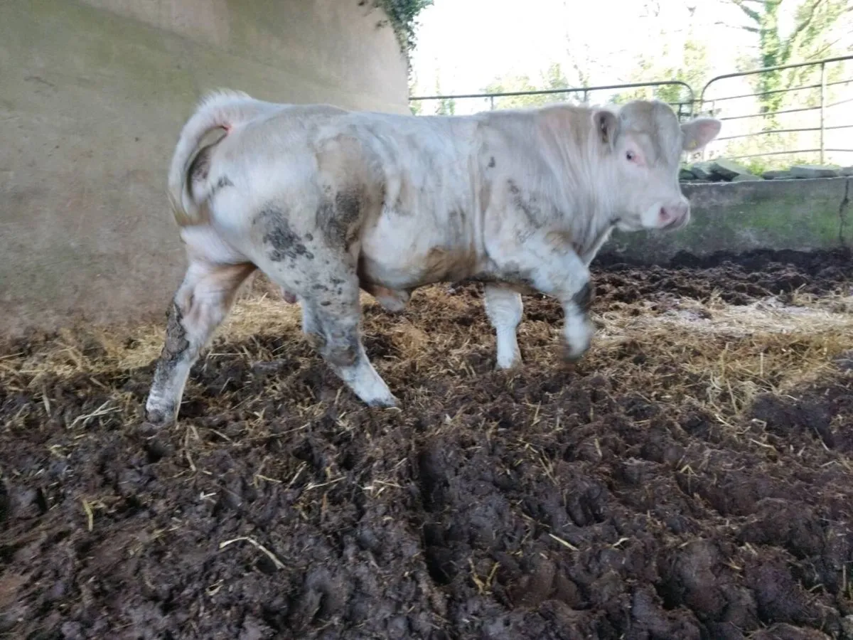 PB Charolais Bulls - Image 4