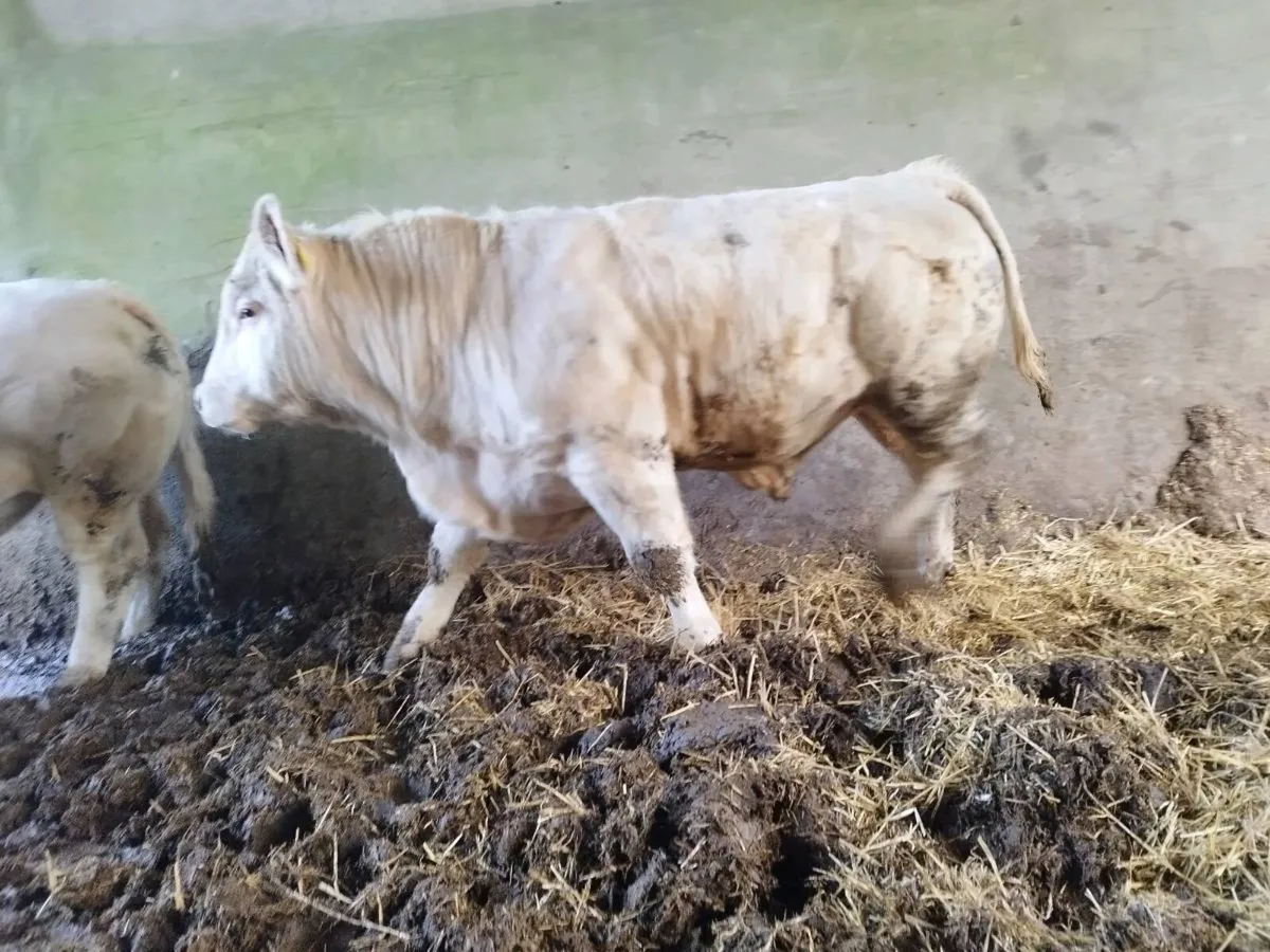 PB Charolais Bulls - Image 2