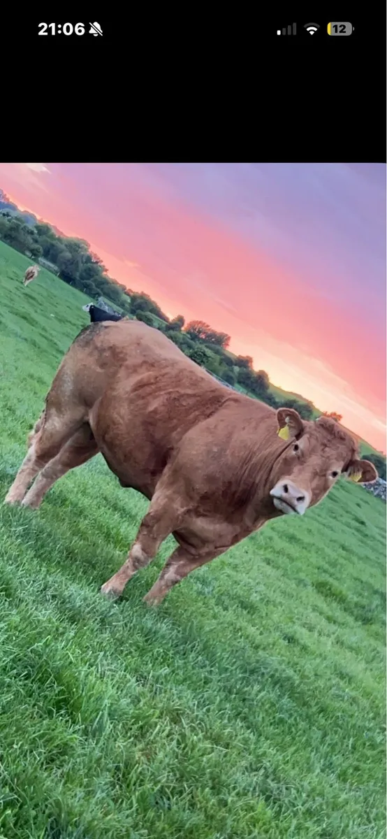Cows bullocks heifers -WANTED