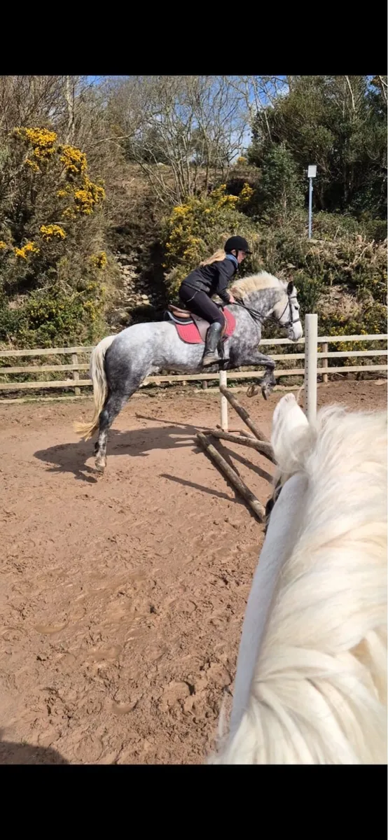 9 year old Dappled grey mare - Image 2