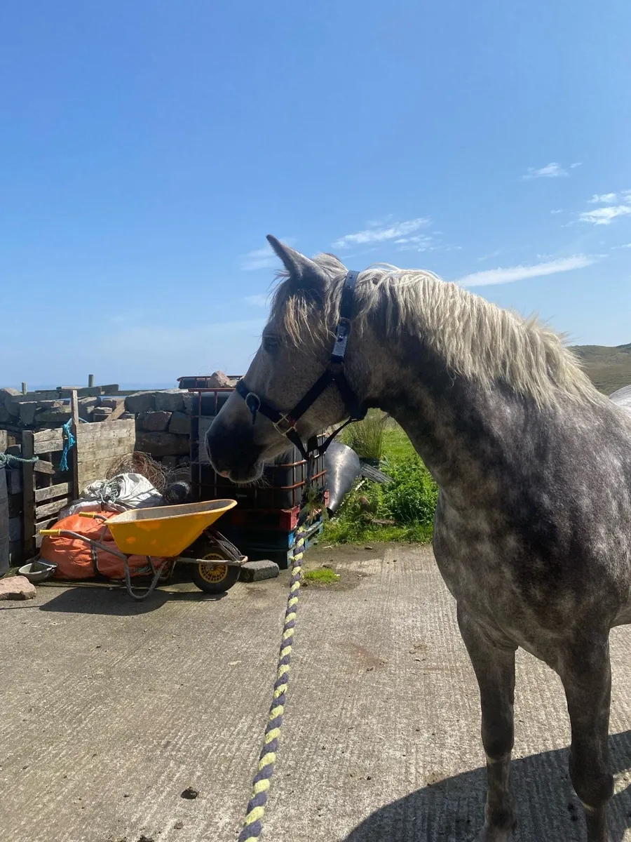 9 year old Dappled grey mare - Image 1
