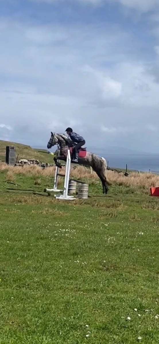9 year old Dappled grey mare - Image 3