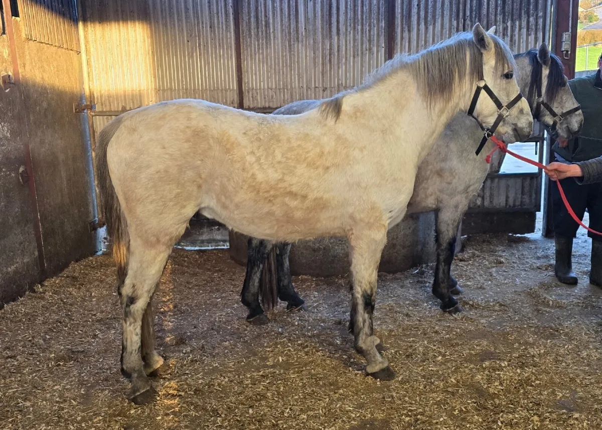 Two Geldings Rising  4 Years - Image 4