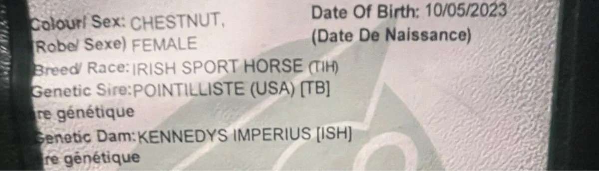 Filly - Image 3